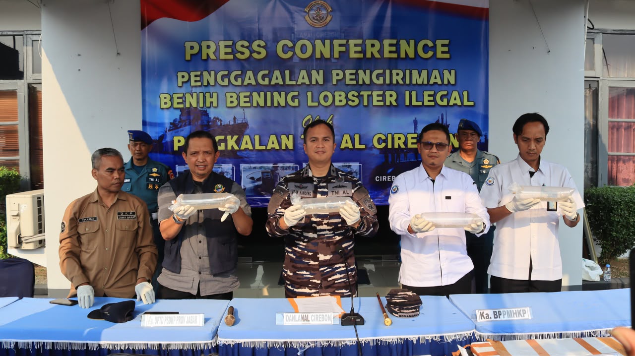 TNI AL Gagalkan Penyelundupan 75.435 Ekor Benih Lobster Senilai Miliaran Rupiah